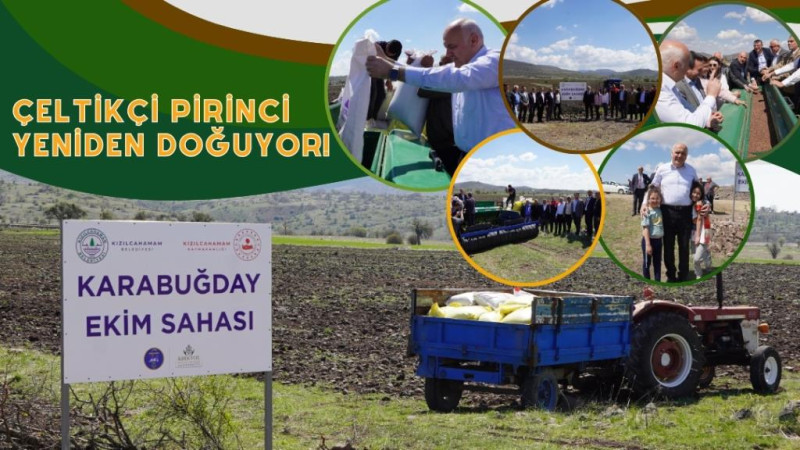KIZILCAHAMAM’DA 40 YIL SONRA YENİDEN PİRİNÇ ÜRETİMİ BAŞLIYOR
